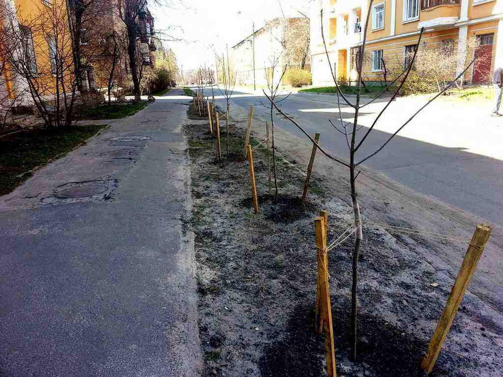 Один з київських мікрорайонів прикрасили новенькими Березами, Рябинами та Осинами